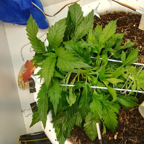 Cream Caramel avto.  growlog timeline photo