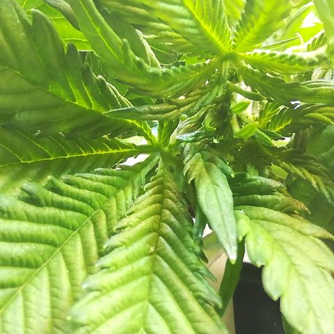 Cream Caramel avto.  growlog photo: Правка LST