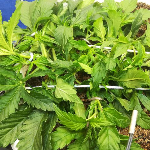 Cream Caramel avto.  growlog photo: Правка LST