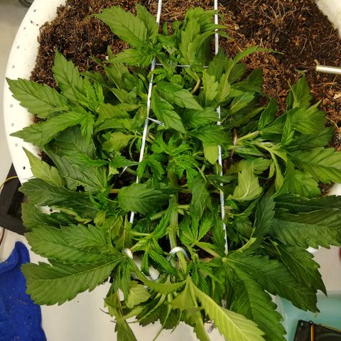 Cream Caramel avto.  growlog photo: Правка LST