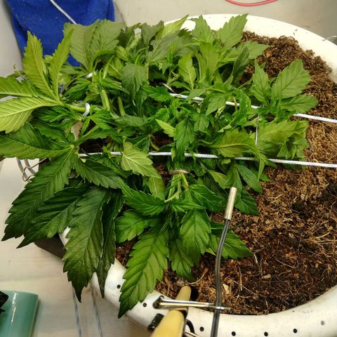 Cream Caramel avto.  growlog photo: Правка LST