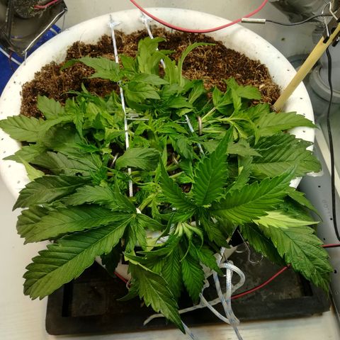 Cream Caramel avto.  growlog photo: Правка LST