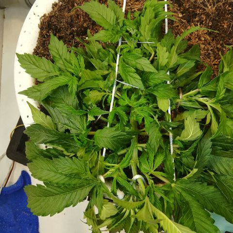 Cream Caramel avto.  growlog photo: Правка LST