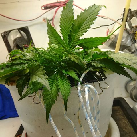 Cream Caramel avto.  growlog photo: Правка LST