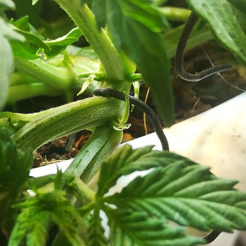 Cream Caramel avto.  growlog photo: Поправил LST. Пока поправлял, заметил первые стигмы-начался предцвет!!!! Следующая тренеровка SCROG, LST только поправлять(что и делал), колы гнуть больше не буду, только подварачивать листы для улучшения засвета. 