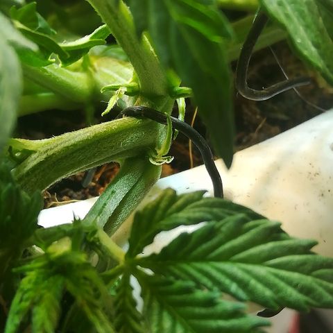 Cream Caramel avto.  growlog photo: Поправил LST. Пока поправлял, заметил первые стигмы-начался предцвет!!!! Следующая тренеровка SCROG, LST только поправлять(что и делал), колы гнуть больше не буду, только подварачивать листы для улучшения засвета. 