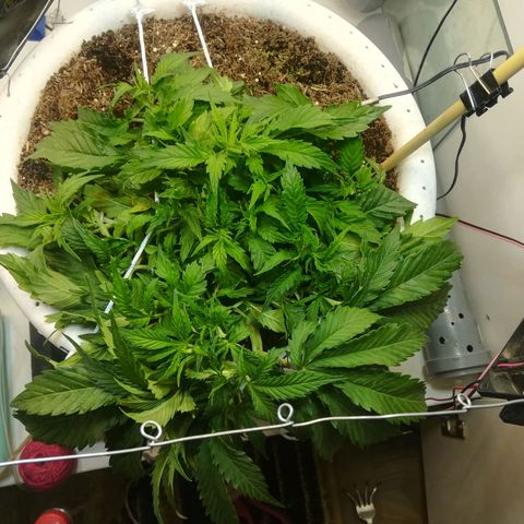 Cream Caramel avto.  growlog photo: Поправил LST. Пока поправлял, заметил первые стигмы-начался предцвет!!!! Следующая тренеровка SCROG, LST только поправлять(что и делал), колы гнуть больше не буду, только подварачивать листы для улучшения засвета. 