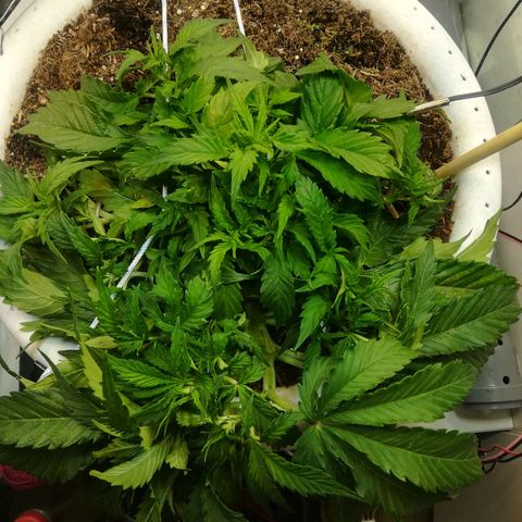 Cream Caramel avto.  growlog photo: Поправил LST. Пока поправлял, заметил первые стигмы-начался предцвет!!!! Следующая тренеровка SCROG, LST только поправлять(что и делал), колы гнуть больше не буду, только подварачивать листы для улучшения засвета. 