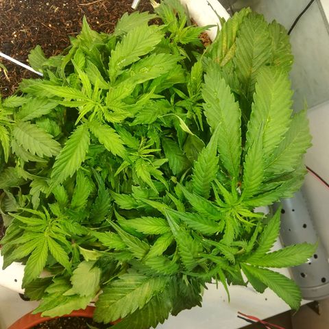 Cream Caramel avto.  growlog photo: Вчера поправил LST, сегодня по виду как будто вчера ни чё не делал))) 