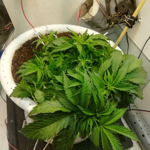 Cream Caramel avto.  growlog photo: Вчера поправил LST, сегодня по виду как будто вчера ни чё не делал))) 