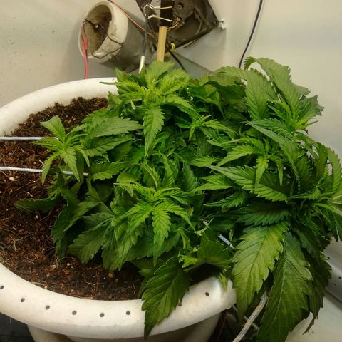 Cream Caramel avto.  growlog photo: Вчера поправил LST, сегодня по виду как будто вчера ни чё не делал))) 