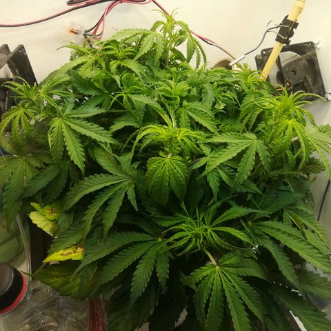 Cream Caramel avto.  growlog photo: Вроде норм. 