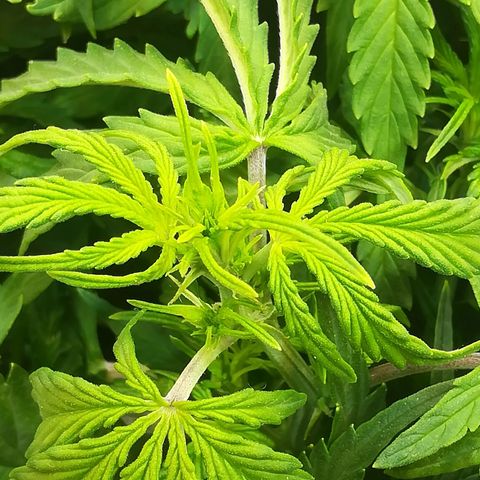Cream Caramel avto.  growlog photo: Вроде норм. 