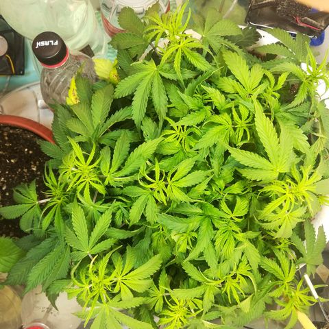 Cream Caramel avto.  growlog photo: Вроде норм. 