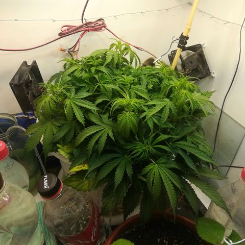 Cream Caramel avto.  growlog photo: Вроде норм. 