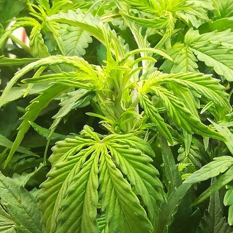 Cream Caramel avto.  growlog photo: Вроде норм. 