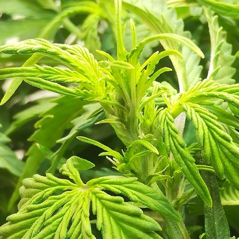 Cream Caramel avto.  growlog photo: Вроде норм. 