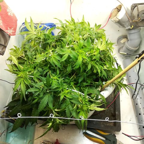 Cream Caramel avto.  growlog photo: До/После , поправил LST. 