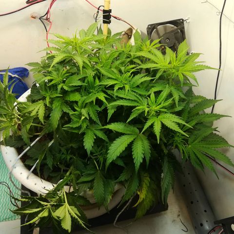 Cream Caramel avto.  growlog photo: До/После , поправил LST. 