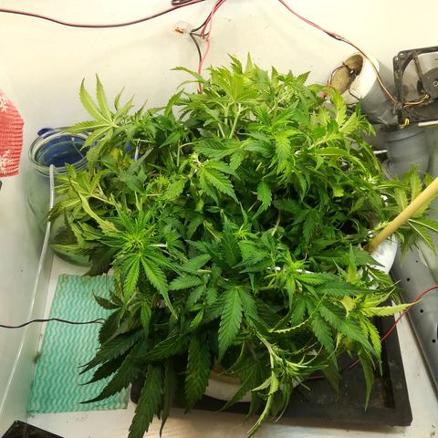Cream Caramel avto.  growlog photo: До/После , поправил LST. 