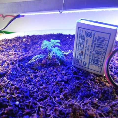 Cream Caramel avto.  growlog photo: 123