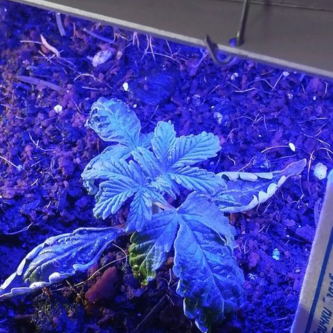 Cream Caramel avto.  growlog photo: 123