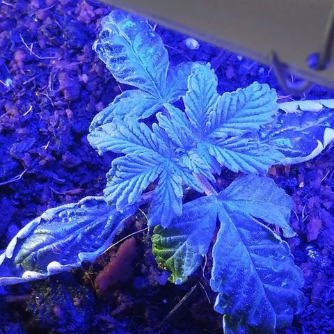 Cream Caramel avto.  growlog photo: 123