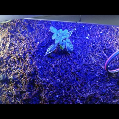 Cream Caramel avto.  growlog photo: 123