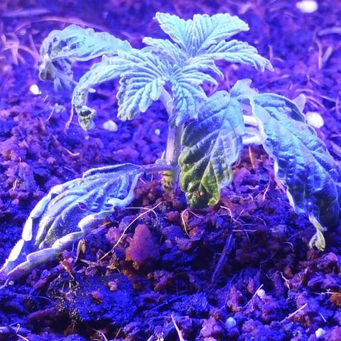 Cream Caramel avto.  growlog photo: 123
