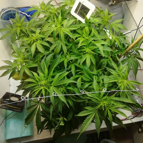 Cream Caramel avto.  growlog timeline photo