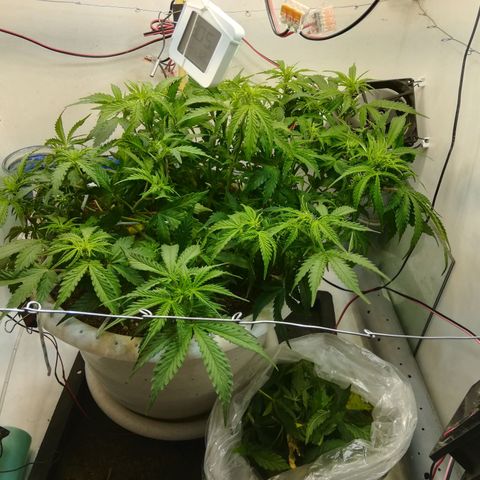Cream Caramel avto.  growlog timeline photo