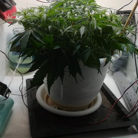 Cream Caramel avto.  growlog timeline photo