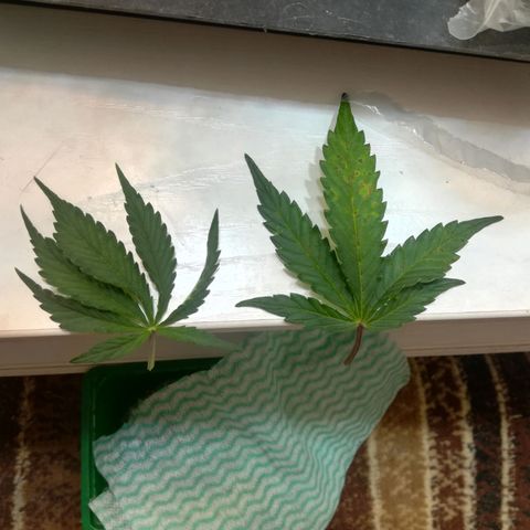 Cream Caramel avto.  growlog timeline photo