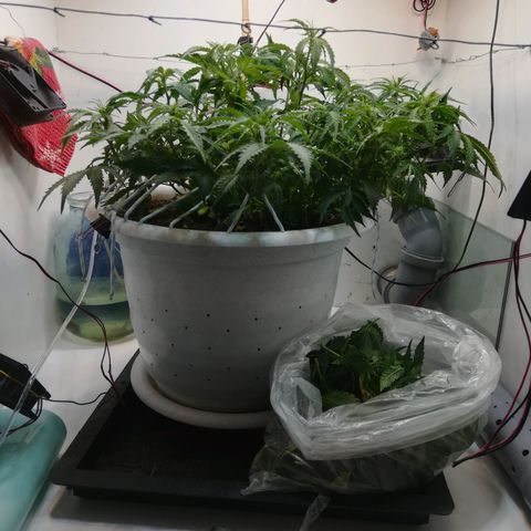 Cream Caramel avto.  growlog timeline photo