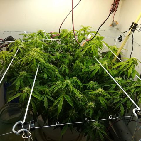 Cream Caramel avto.  growlog timeline photo