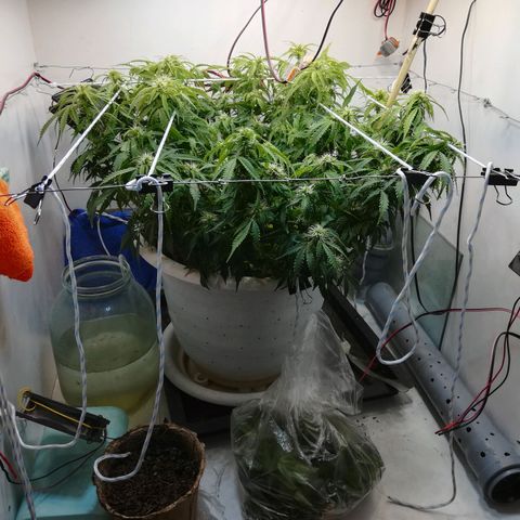 Cream Caramel avto.  growlog timeline photo