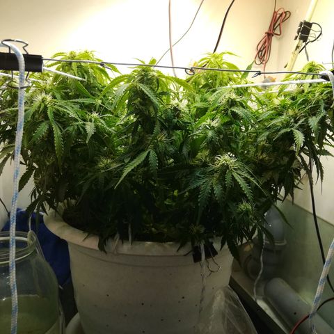 Cream Caramel avto.  growlog timeline photo