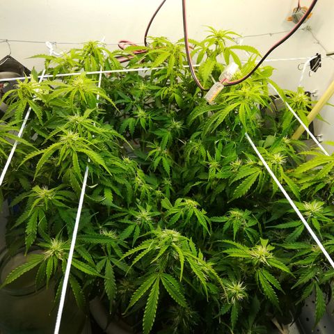 Cream Caramel avto.  growlog timeline photo