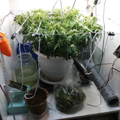 Cream Caramel avto.  growlog timeline photo