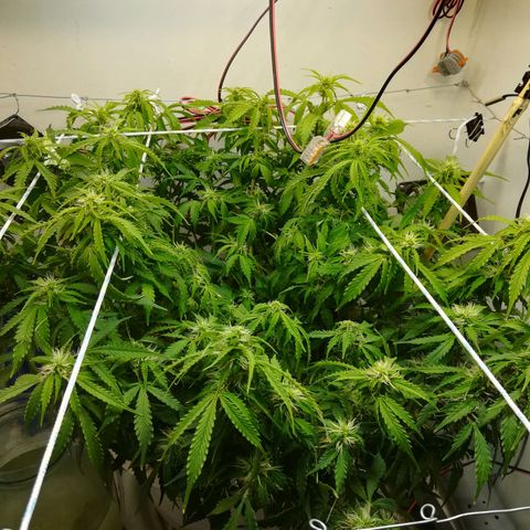 Cream Caramel avto.  growlog timeline photo