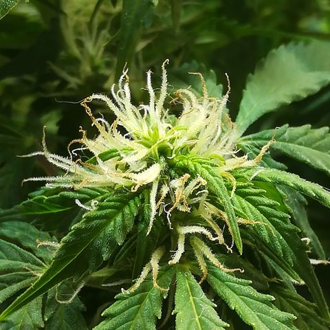 Cream Caramel avto.  growlog photo: Просто красиво!!! 