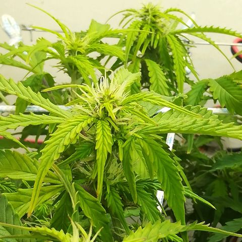 Cream Caramel avto.  growlog photo: Просто красиво!!! 