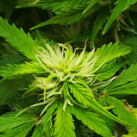 Cream Caramel avto.  growlog photo: Просто красиво!!! 