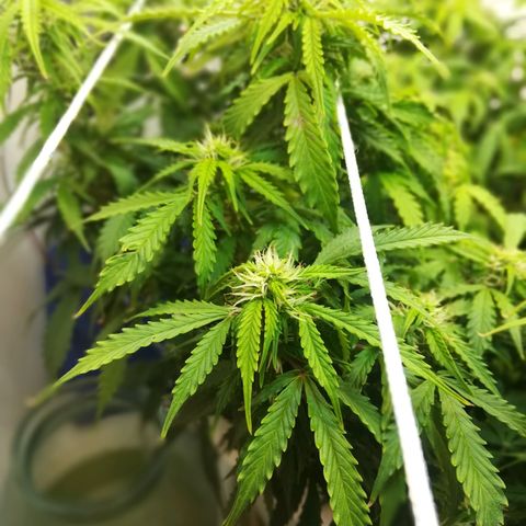 Cream Caramel avto.  growlog photo: Просто красиво!!! 