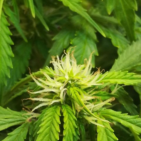 Cream Caramel avto.  growlog photo: Просто красиво!!! 