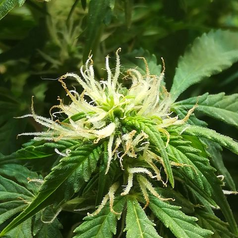 Cream Caramel avto.  growlog photo: Просто красиво!!! 