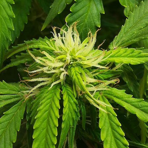 Cream Caramel avto.  growlog photo: Просто красиво!!! 