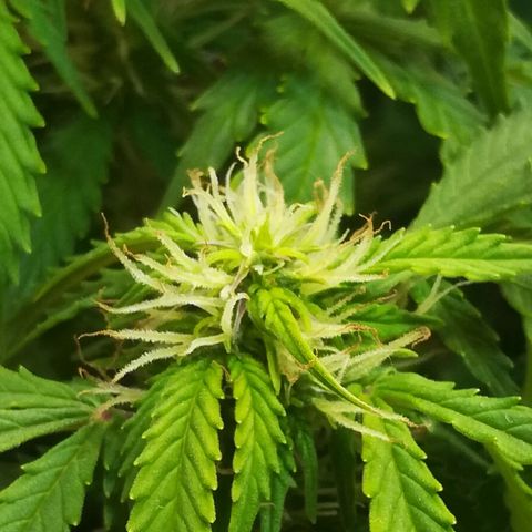 Cream Caramel avto.  growlog photo: Просто красиво!!! 