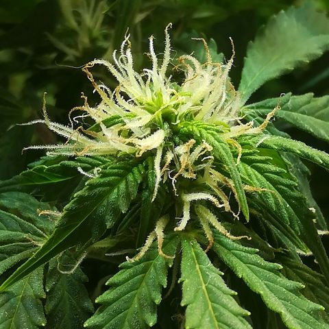 Cream Caramel avto.  growlog photo: Просто красиво!!! 