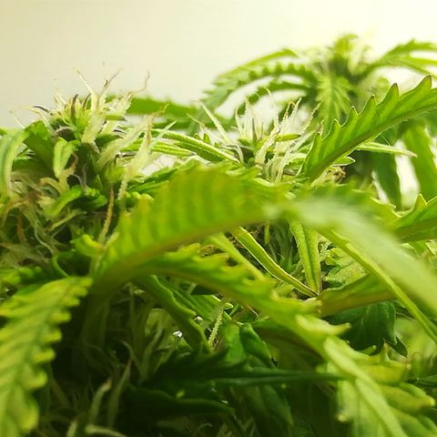 Cream Caramel avto.  growlog photo: Просто красиво!!! 